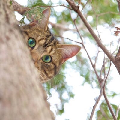 Beleggers kijken de kat uit de boom